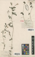 Filed as Indigofera subulata Vahl ex Poir. [family FABACEAE]
