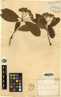 Isotype of Photinia benthamiana Hance [family ROSACEAE]