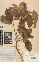 Isotype of Photinia pirocarpa J.E.Vidal [family ROSACEAE]