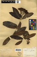 Type of Photinia crassifolia H.Lév. [family ROSACEAE]