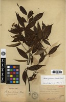 Isotype of Photinia glabra (Thunb.) Maxim. var. fokienensis Finet & Franch. [family ROSACEAE]