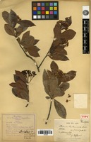 Type of Photinia benthamiana Hance var. glabrescens Cardot [family ROSACEAE]