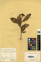 Type? of Photinia benthamiana Hance var. glabrescens Cardot [family ROSACEAE]