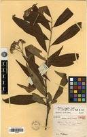 Isotype of Photinia lancilimba J.E.Vidal var. racemosa J.E.Vidal [family ROSACEAE]