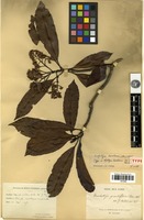 Holotype of Hiptage cavaleriei H.Lév. [family MALPIGHIACEAE]