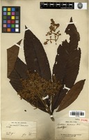 Lectotype of Eriobotrya hookeriana Decne. [family ROSACEAE]