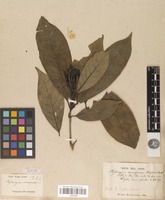 Isotype of Tarenna monosperma (Wight & Arn.) N.P.Balakr. [family RUBIACEAE]