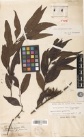 Type of Griffithia gardneri Thwaites [family RUBIACEAE]