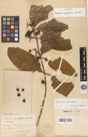 Syntype of Randia oxyodonta Drake [family RUBIACEAE]