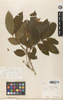 Isotype of Streptostigma viridiflora Thwaites [family SAPINDACEAE]