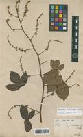 Syntype of Serjania pyramidata Radlk. [family SAPINDACEAE]