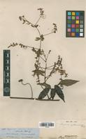 Type of Serjania sphaerococca Radlk. [family SAPINDACEAE]