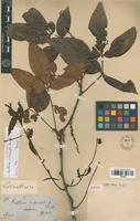 Isotype of Paullinia interrupta Benth. [family SAPINDACEAE]