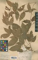 Syntype of Paullinia ternata Radlk. [family SAPINDACEAE]