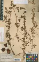 Isotype of Cardiospermum dissectum (S. Watson) Radlk. [family SAPINDACEAE]