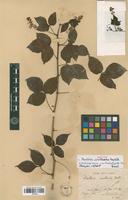 Isotype of Cardiospermum urvilleoides (Radlk.) Ferrucci [family SAPINDACEAE]