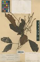 Type of Allophylus leptocladus Radlk. [family SAPINDACEAE]