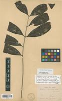 Syntype of Talisia carinata Radlk. [family SAPINDACEAE]