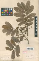 Isotype of Cupania vernalis Cambess. [family SAPINDACEAE]