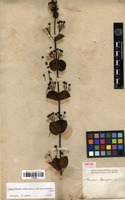 Type of Banisteriopsis hypericifolia (A.Juss.) W.R.Anderson & B.Gates [family MALPIGHIACEAE]