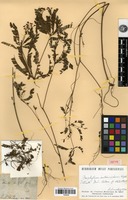 Isotype of Biophytum intermedium Wight [family OXALIDACEAE]