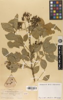 Syntype of Zanthoxylum arborescens Rose [family RUTACEAE]