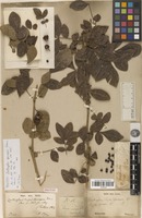 Holotype of Zanthoxylum syncarpum Tul. [family RUTACEAE]