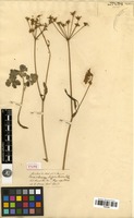 Type? of Heracleum hirsutum Edgew. [family APIACEAE]