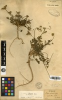 Filed as Daucus littoralis Sibth. & Sm. [family APIACEAE]