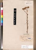 Isotype of Nidorella hirta DC. [family ASTERACEAE]