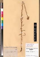Isosyntype of Nidorella solidaginea DC. [family ASTERACEAE]