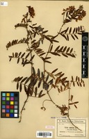 Isotype of Vicia amoena Fisch. ex Ser. f. angusta Freyn. [family FABACEAE]
