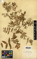 Isotype of Vicia amoena Fisch. ex Ser. f. parviloba Freyn. [family FABACEAE]