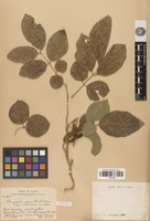 Isotype of Pongamia pinnata (L.) Pierre var. velutina C.T. White [family FABACEAE]
