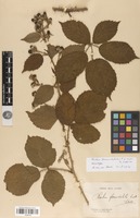 Neotype of Rubus formidabilis Lefèvre & P.J.Müll. [family ROSACEAE]