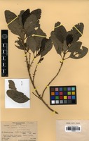 Isotype of coprosma velutina Fosberg var. typica Fosberg [family RUBIACEAE]