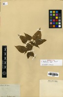 Syntype of Acalypha major Baill. [family EUPHORBIACEAE]