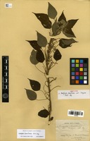Syntype of Acalypha brasiliensis Müll.Arg. var. longipes Müll.Arg. [family EUPHORBIACEAE]