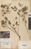 Type? of Melia azedarach L. var. glandulosa Pierre [family MELIACEAE]