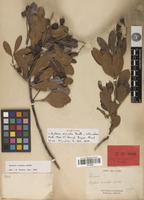 Syntype of Arytera arcuata Radlk. [family SAPINDACEAE]