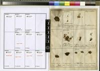Filed as Microdus limosus Besch. [family BRYOPSIDA]