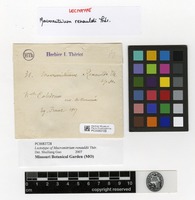 Lectotype of Macromitrium renauldii Thér. [family ORTHOTRICHACEAE]