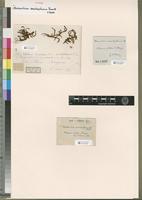 Filed as Schlotheimia semidiaphana (Renauld & Cardot) Cardot [family ORTHOTRICHACEAE]