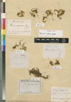 Isosyntype of Thuidium nutans Besch. [family THUIDIACEAE]