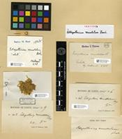 Isotype of Ectropothecium venustulum Besch. [family HYPNACEAE]