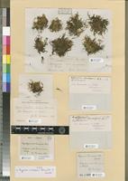 Filed as Hygrohypnum caussequei (Renauld & Cardot) Cardot [family AMBLYSTEGIACEAE]