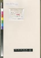 Isotype of Fissidens subdurus Broth. & P. de la Varde [family FISSIDENTACEAE]