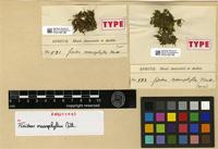 Isosyntype of Fissidens macrophyllus Mitt. [family FISSIDENTACEAE]