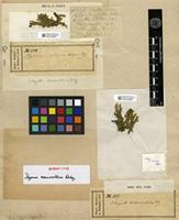 Isosyntype of Ectropothecium monumentorum (Duby) A. Jaeger [family HYPNACEAE]