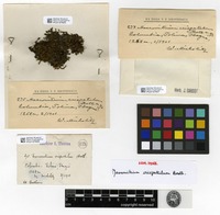 Type? of Macromitrium crispatulum Broth. [family ORTHOTRICHACEAE]